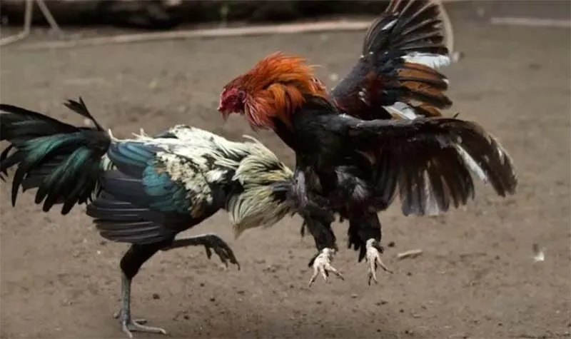 Đá gà truyền thống mang nặng tính chiến thuật đối kháng