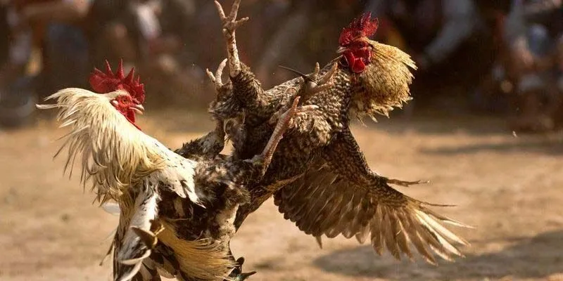 Sơ lược về Đá gà GA28